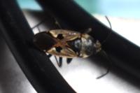 Rhyparochromus vulgaris