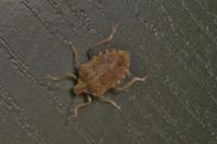 Halyomorpha halys