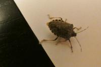 Halyomorpha halys