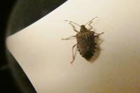 Halyomorpha halys