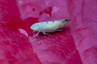 Synophropsis lauri