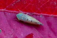 Synophropsis lauri