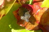 Halyomorpha halys