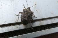 Halyomorpha halys