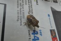 Halyomorpha halys