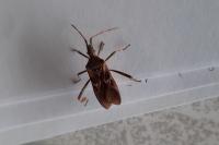 Leptoglossus occidentalis