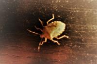 Rhaphigaster nebulosa