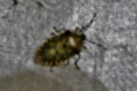 Rhaphigaster nebulosa