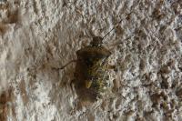 Rhaphigaster nebulosa