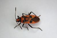 Corizus hyoscyami