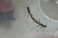 Micrelytra fossularum