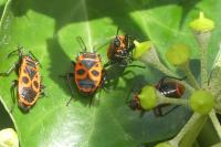 Pyrrhocoris apterus