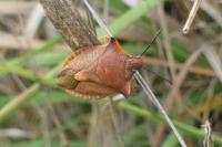 Carpocoris