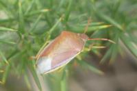 Piezodorus lituratus