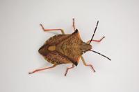 Carpocoris mediterraneus