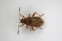 Stictopleurus abutilon