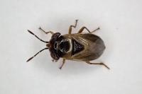 Geocoris megacephalus