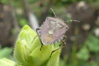 Dolycoris baccarum