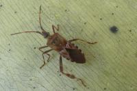 Leptoglossus occidentalis