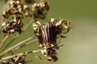 Graphosoma italicum