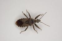 Coranus griseus