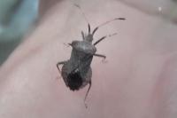 Coreus marginatus