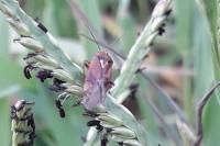 Lygus pratensis