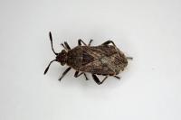 Stictopleurus punctatonervosus