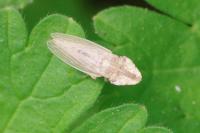 Eupelix cuspidata