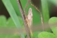 Eupelix cuspidata