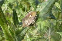 Dolycoris baccarum