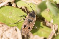 Graptopeltus lynceus