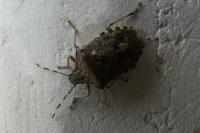 Rhaphigaster nebulosa