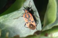 Spilostethus pandurus