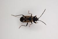 Rhyparochromus vulgaris