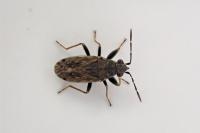 Peritrechus gracilicornis