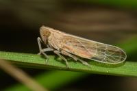Stenocranus major