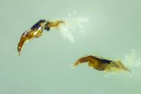 Stenocranus major