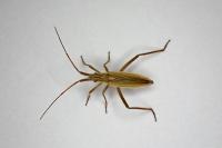 Notostira