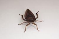 Aphrodes