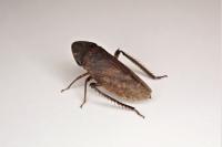 Aphrodes