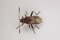 Stictopleurus punctatonervosus