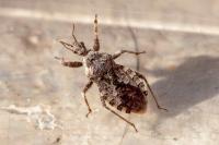 Coranus griseus