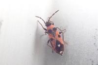 Horvathiolus superbus