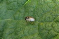 Geocoris megacephalus