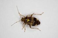 Liocoris tripustulatus