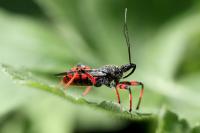 Rhynocoris annulatus