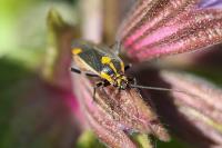 Capsodes flavomarginatus