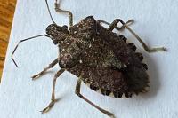 Halyomorpha halys