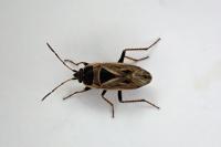 Xanthochilus quadratus